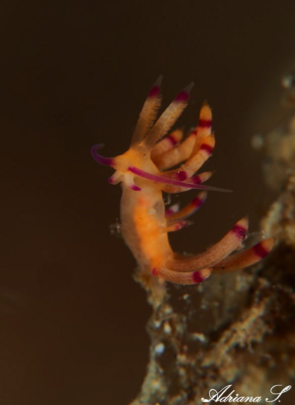 Stand Up Nudi by Adriana Simeonova 