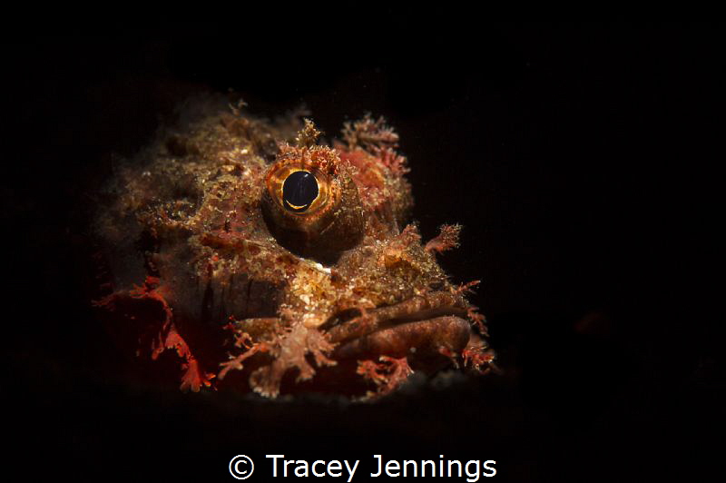 A portrait of a scorpion fish in Bali by Tracey Jennings 