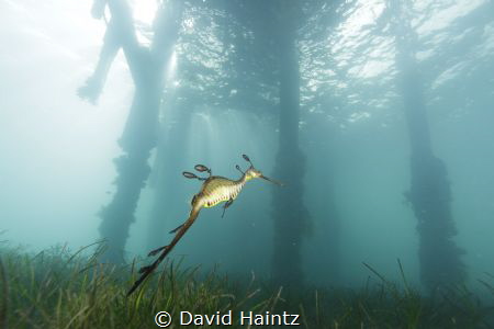 Taken at Flinders Pier on Australia Day holiday, by David Haintz 