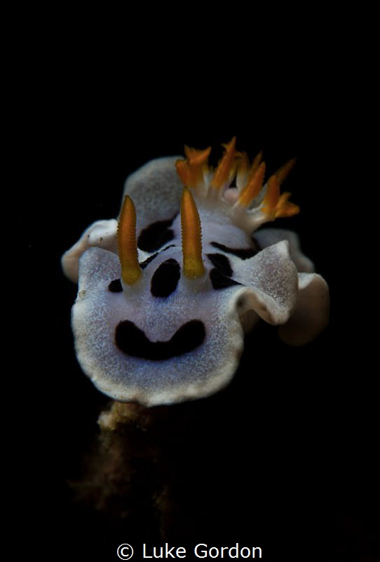 Isolated Nudibranch by Luke Gordon 