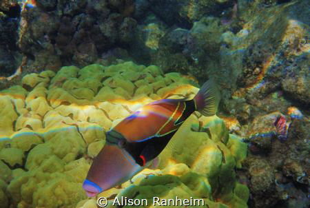 Oh, hello! by Alison Ranheim 