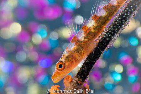 Goby with eggs. by Mehmet Salih Bilal 