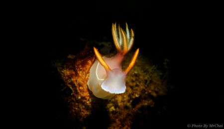 Nudibranch crossing the road
Hypselodoris bullocki
Sulu... by Mr Chai 