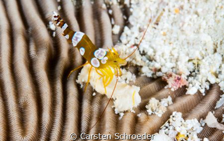 Small Dragon Shoot is done with an Nikon D200 in an Sea&S... by Carsten Schroeder 