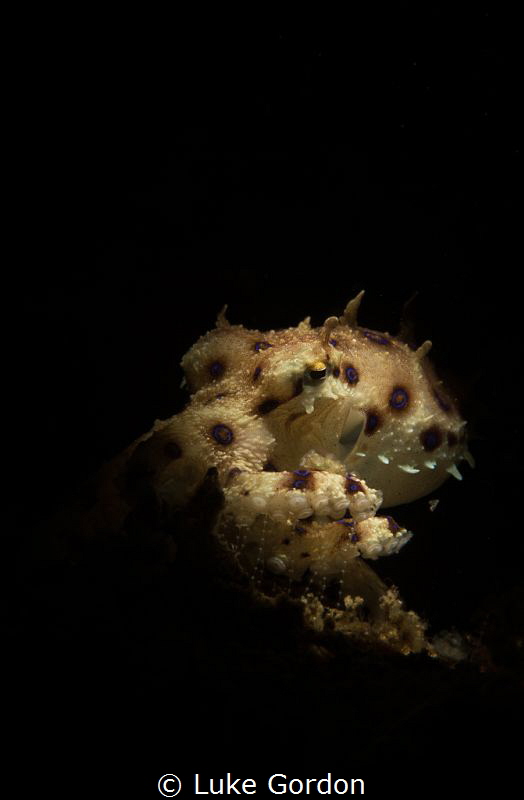 Bluering Octopus by Luke Gordon 