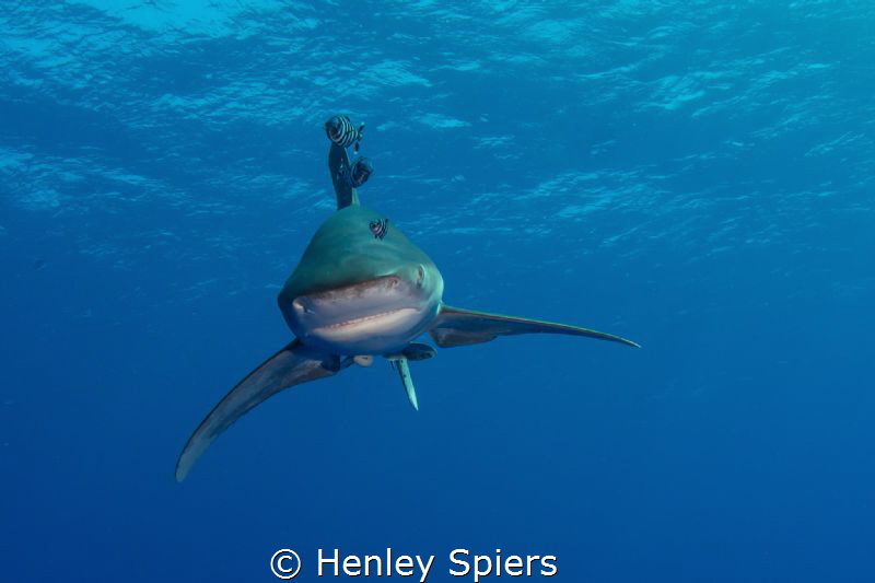 Aren't you afraid of sharks? by Henley Spiers 