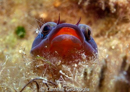 Lepadogaster lepadogaster
The picture was taken in KORUM... by Cumhur Gedikoglu 