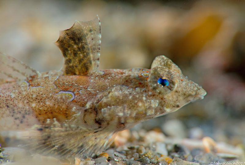 Female Lancer Dragonet
Blue Heron Bridge USA by John Roach 