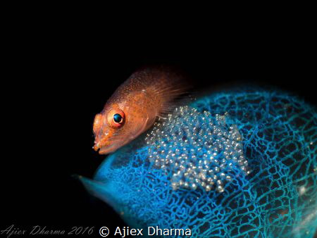 Taken with canon S120 with aquako 4 wet lens and Retra snoot by Ajiex Dharma 