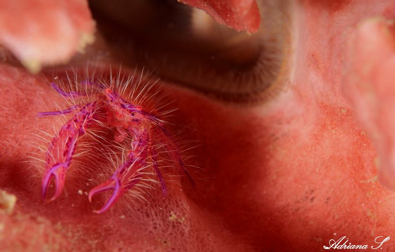 Hairy Squat Lobster by Adriana Simeonova 