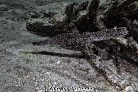 Photo was shoot by an Nikon AW 130 with internal Flash an... by Carsten Schroeder 