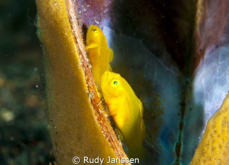 Lemongoby by Rudy Janssen 