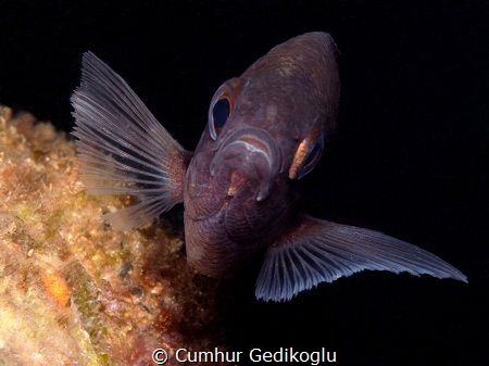 Chromis chromis
This photo was taken KORUMAR BAY-KUSADAS... by Cumhur Gedikoglu 