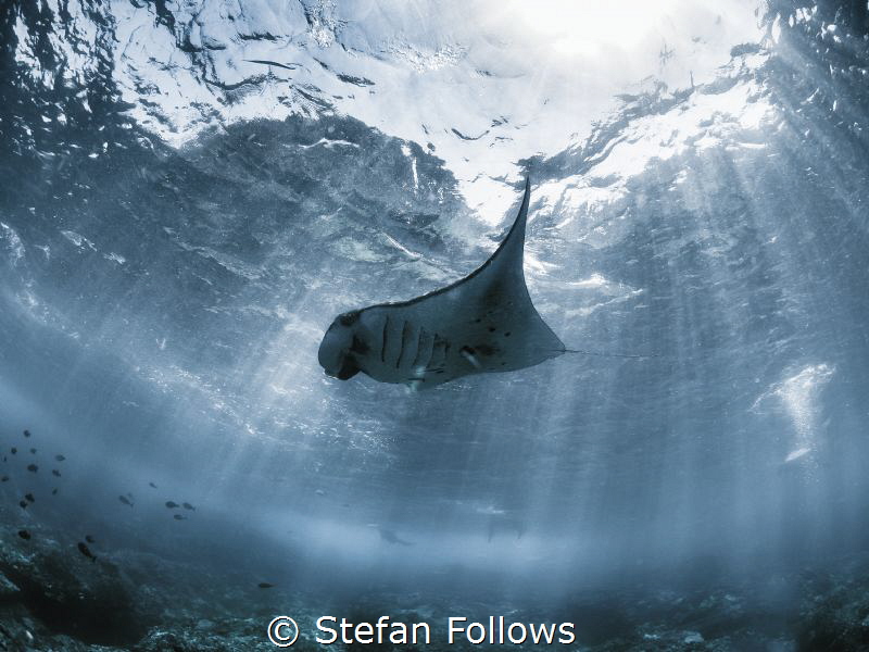 wan·ton

Manta Ray - Manta alfredi

Manta Point, Bali... by Stefan Follows 