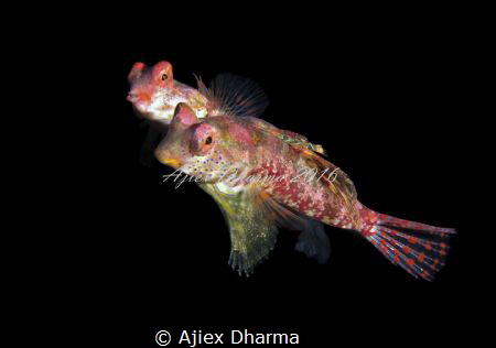 Mating Dragonet by Ajiex Dharma 