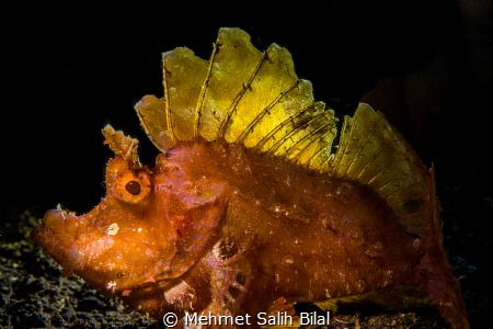 Rhinopia backlighted. by Mehmet Salih Bilal 