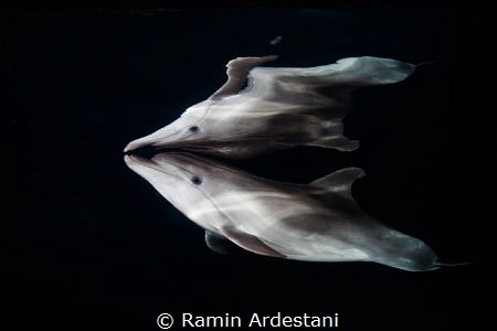 MIRROR- by Ramin Ardestani 