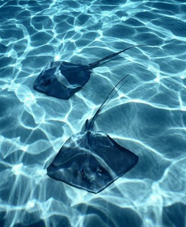 "Sun Rays" This picture was taken at StingRay Sand Bar Gr... by Alexander Stammers 