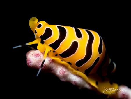 T I G E R
Tiger Cowrie 
(Cuspivolva tigris) by Lilian Koh 