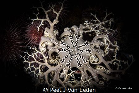 A thorny issue to handle by Peet J Van Eeden 