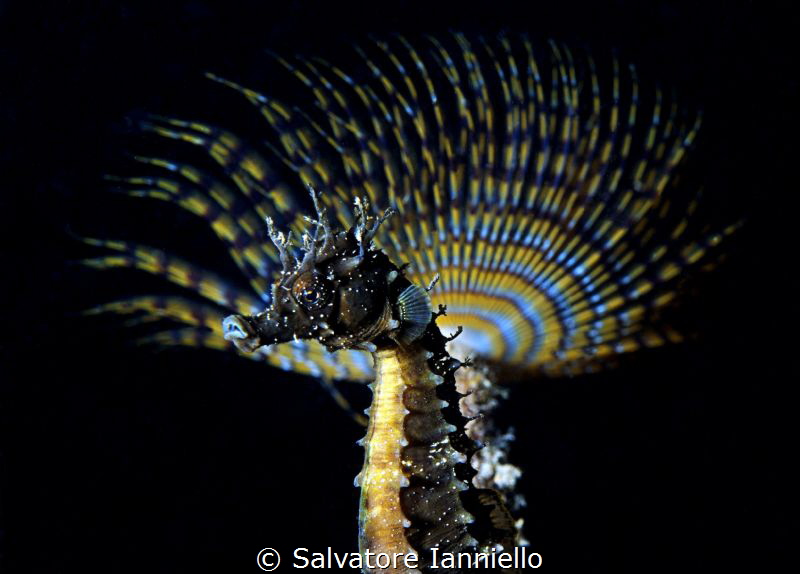 Fireworks profile by Salvatore Ianniello 