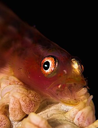 A "Shocked" gobie on wire coral. D2x 105mm w/2xtc by Rand Mcmeins 
