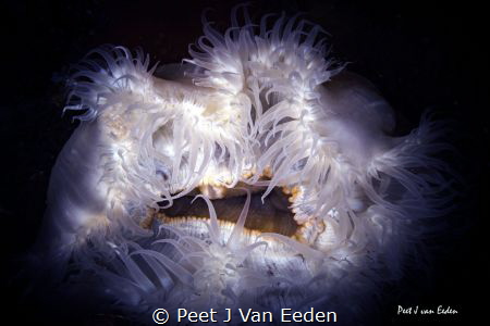 Purity by Peet J Van Eeden 