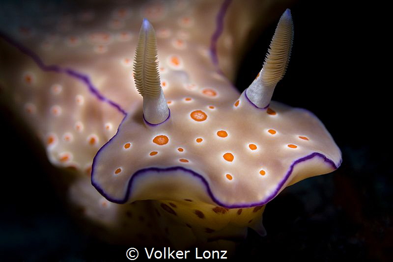 nudibranch by Volker Lonz 