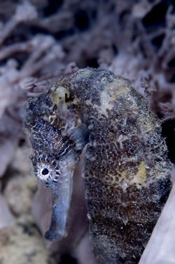 Seahorse. 105mm,D70. Kapalai,Sabah by Frankie Tsen 
