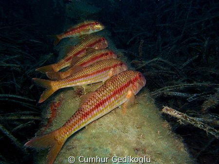 Mullus surmuletus
Mullus team was warming up on the pipe... by Cumhur Gedikoglu 