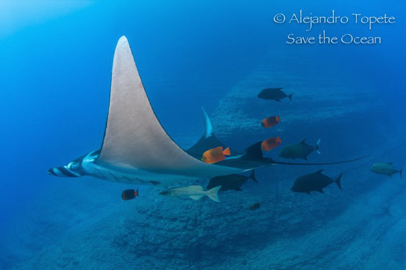 Mantaray with friends, Boiler San benedicto México by Alejandro Topete 