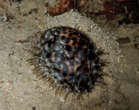 Tiger cowry on a night dive! by Alex Lim 
