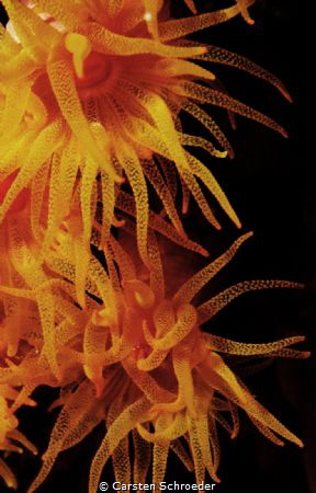 Nighdive  Picture taken with an Nikon D200 by Carsten Schroeder 