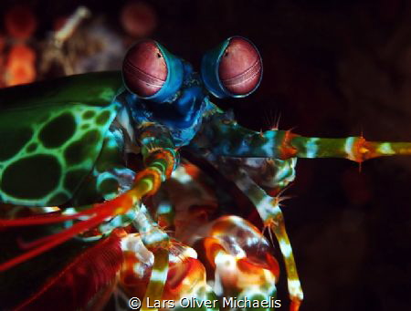 brown eyes by Lars Oliver Michaelis 