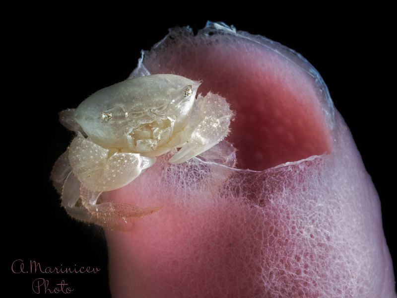 Tube Sponge Crab
Anilao by Aleksandr Marinicev 