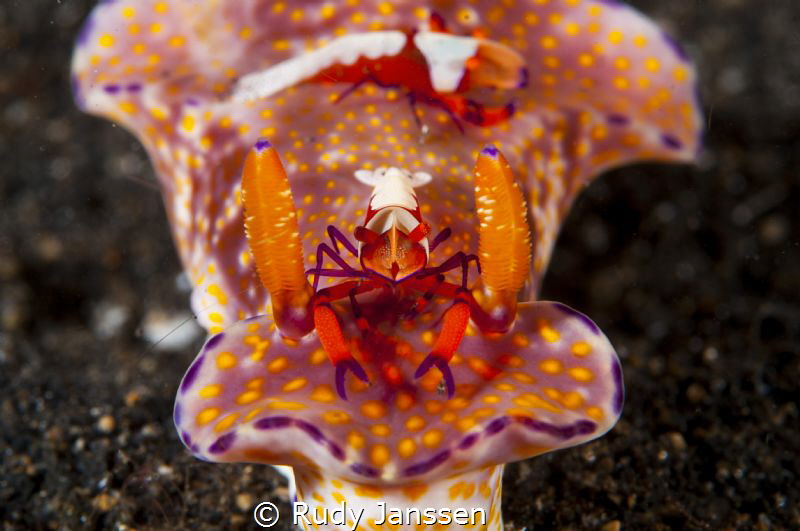 Emperor shrimp rides on a nudibranch by Rudy Janssen 