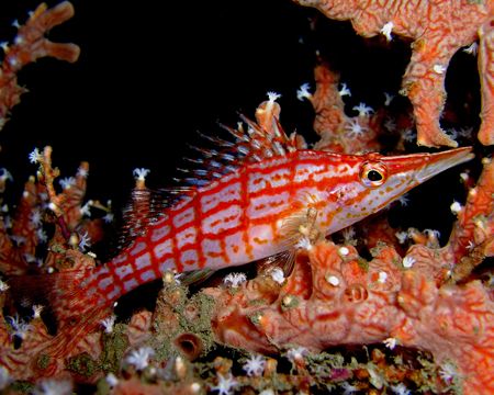 Long nosed hawkfish - resident at the 18m bommie at Dili ... by Nick Hobgood 