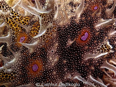 Bursatella leachii
A piece of cloth design from an Under... by Cumhur Gedikoglu 