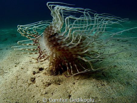 Pachycerianthus solitarius
Early morning or night time c... by Cumhur Gedikoglu 