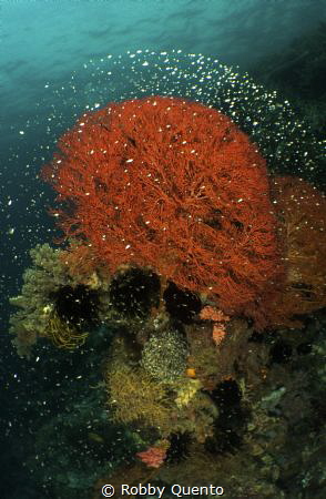 Roses of the sea by Robby Quento 
