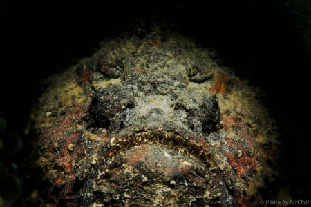 Hiding in the dark

Stone fish (Synanceia verrucosa)
F... by Mr Chai 
