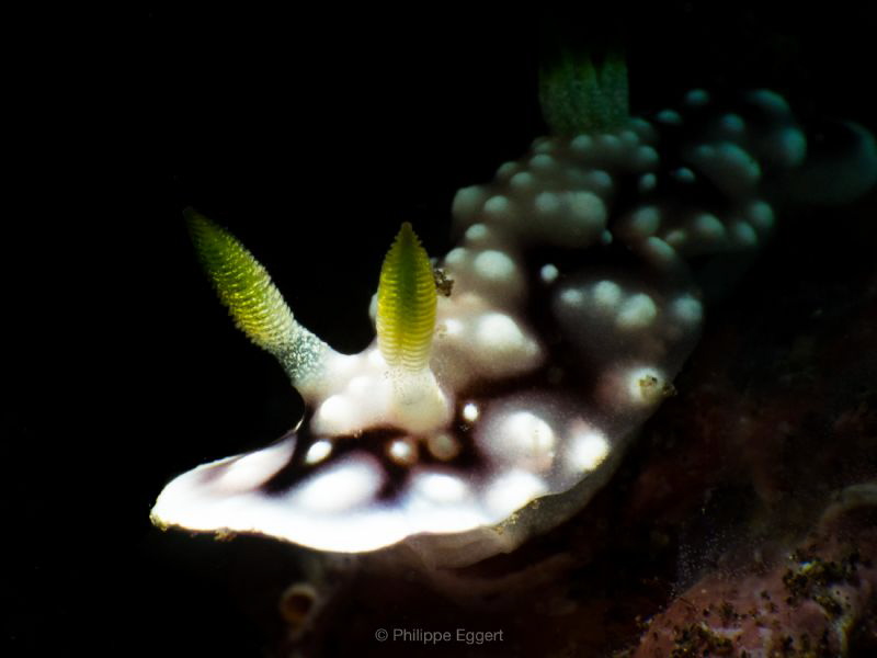 Goni. Geometricus by Philippe Eggert 