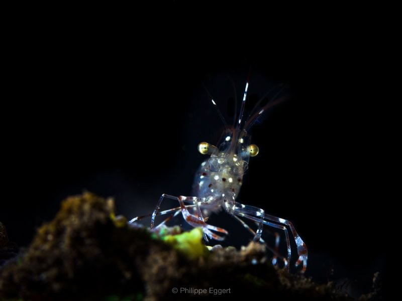 Shrimpin by Philippe Eggert 