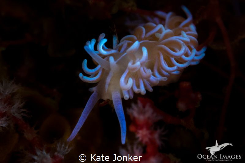Neon Nudibranch at Noble Reef by Kate Jonker 
