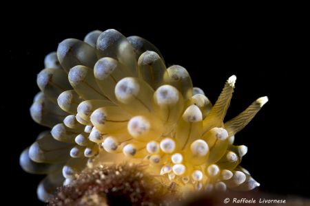 janolus cristatus by Raffaele Livornese 