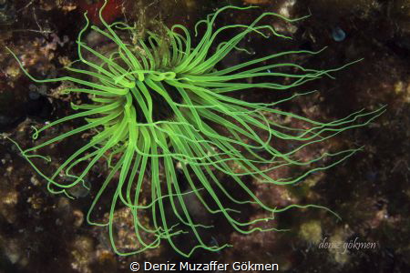 green fireworks by Deniz Muzaffer Gökmen 