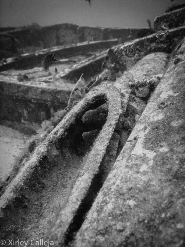 Catching a Moray on a plane wreck by Shirley Calleja 