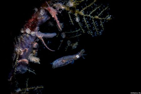 Blocking
Location :Lembeh Indonesias
Canon 5dsr
Canon ... by Yung Sen Wu 