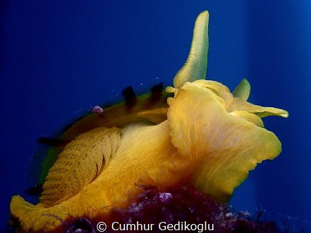 Tylodina perversa
Yellow in Blue by Korumar Bay by Cumhur Gedikoglu 