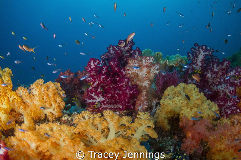 A soft coral garden in Raja Ampat, Indonesia by Tracey Jennings 